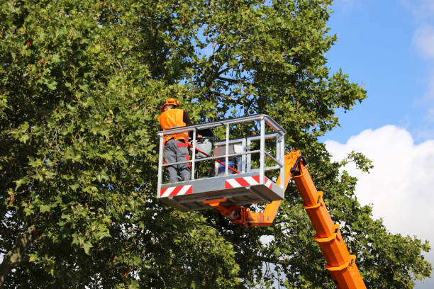 Best Fruit Tree Pruning  in Midland, PA